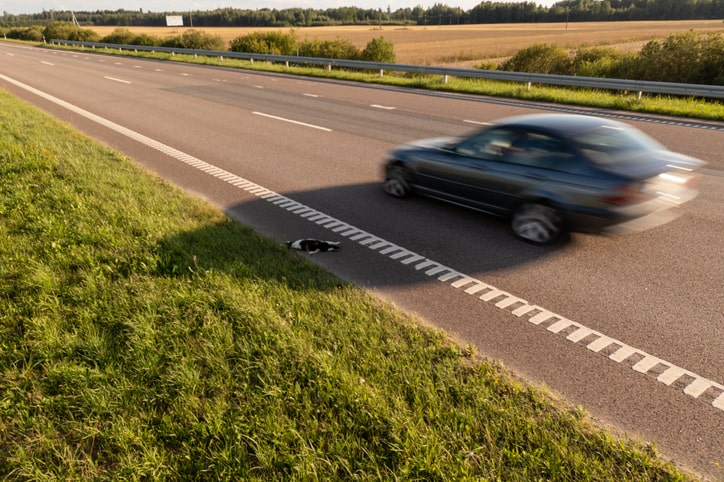 Vehicle Collisions By Speeding